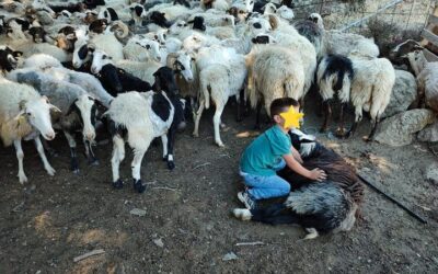 Καταγράφοντας την κουρά σε μια βιαννίτικη κορφή