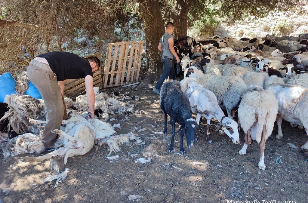 Πόσο πάει το μαλλί; Η κουρά ως μοχλός τοπικής οικονομίας και βιώσιμης ανάπτυξης