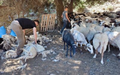 Πόσο πάει το μαλλί; Η κουρά ως μοχλός τοπικής οικονομίας και βιώσιμης ανάπτυξης